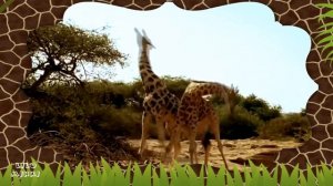 O жирафах для детей + мини урок с поделкой