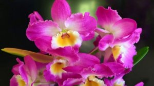 ДЕНДРОБИУМ уход в домашних условиях