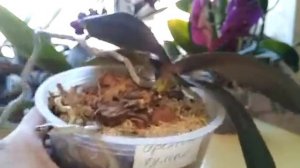 Как определить, что растит орхидея: цветонос, корень или детку