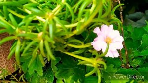 21 - Blooming 🏵️ portulaca🌼 in my garden...🤗🤗