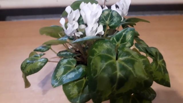Комнатные растения, которые цветут зимой/ Шлюмбергера (декабрист) и цикламен белый смотреть онлайн