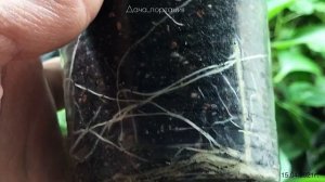 БАЛЬЗАМИН от ПОСЕВА до ЦВЕТЕНИЯ