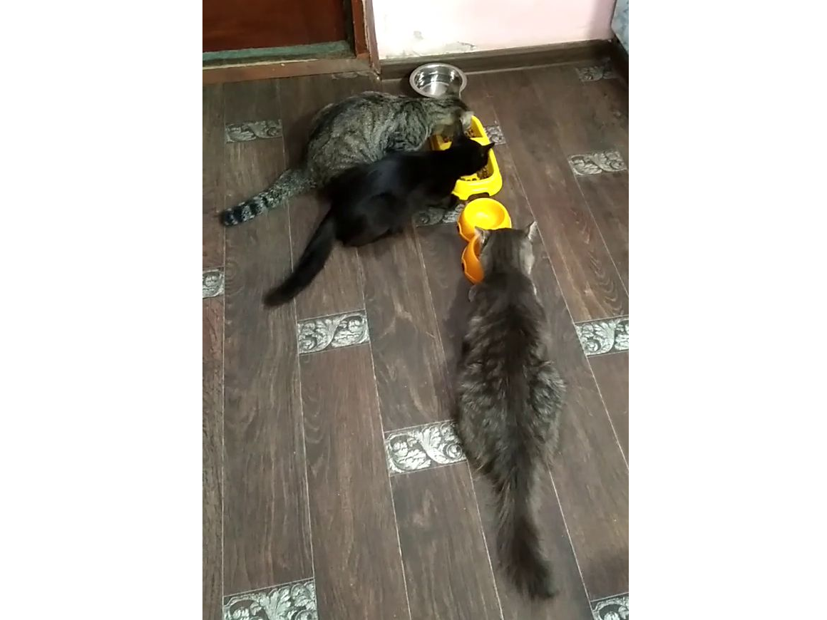 Подкидыши. Едьба. смотреть онлайн