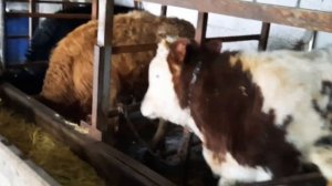 ВЕС НАШИХ БЫКОВ В 8 МЕСЯЦЕВ