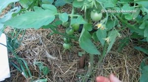 СУПЕР СРЕДСТВА от ФИТОФТОРЫ. ПРОФИЛАКТИКА и МЕТОДЫ БОРЬБЫ..