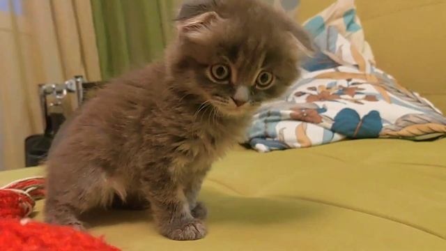 Усатый полосатый смотреть онлайн