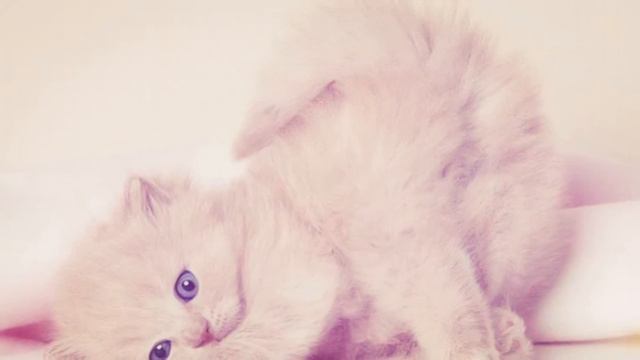 Что такое красота?
Это дом, где 2 кота.
Что такое теснота?
Это дом, где 3 ... смотреть онлайн