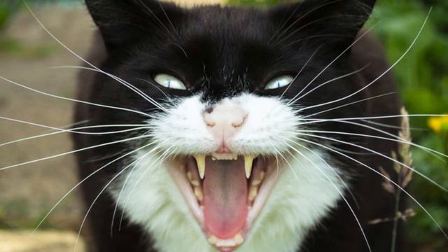 Наглый кот, сосиски, перелом ноги. Рассказ мужчины, желавшего проучить кота! смотреть онлайн