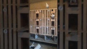 Пермские высоколетные с молодёжью голуби 2021?