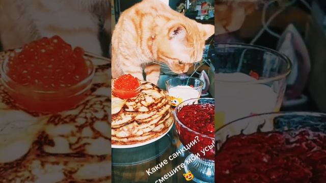 Наконец то и Коту Масленица 🐱🥞 #приколыскотами