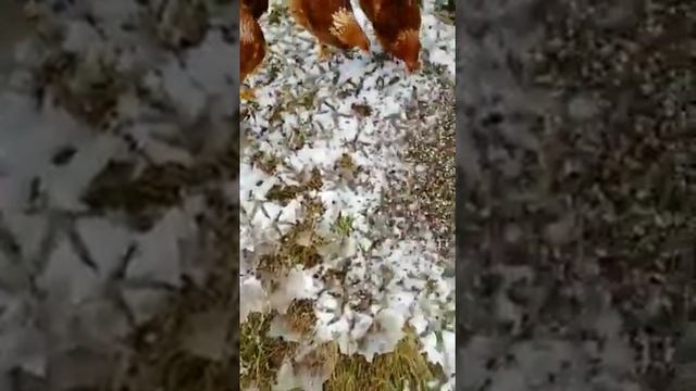 Клоп вонючка, 5 кг в плаще в Сочи. Даже зимой. Домашняя птица любит. смотреть онлайн