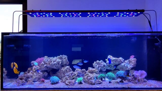 - Akwarium Morskie 500L - Małe Zakupy - Ryby bez kropek - Film #11 смотреть онлайн