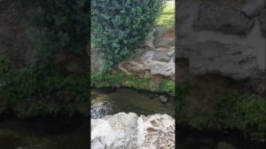 Тема и Жучка.Гарин Михайловский.