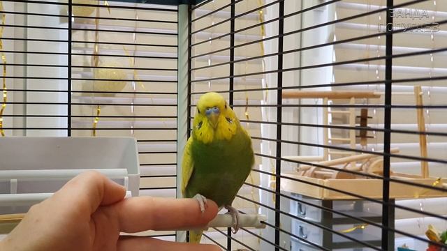 как я приручаю попугая | наши достижения: попугай зашел на руку смотреть онлайн