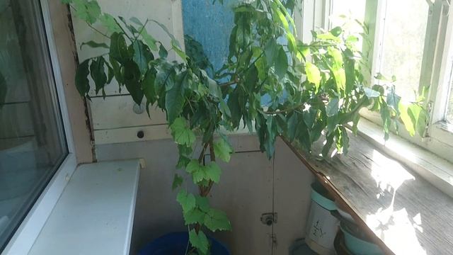 Персик на балконе Осень 2019 смотреть онлайн