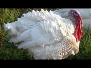 Индюки распушились и кричат