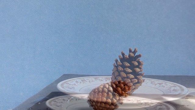 Что будет если еловую шишку намочить водой смотреть онлайн