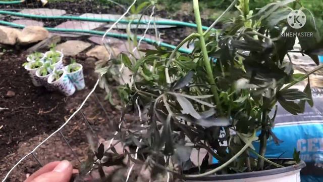 May Garden Tour: Potatoes and New Ruth Stout Row, Leeks, Herb Garden Update, and What's Blooming смотреть онлайн