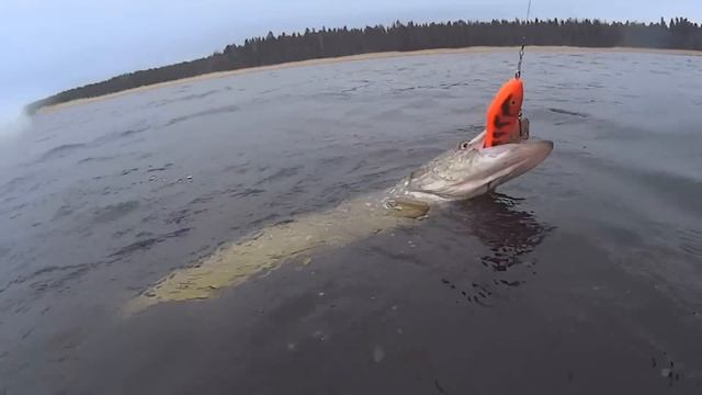 Ловля щуки на джерк! Супер клёв на Salmo Slider.
