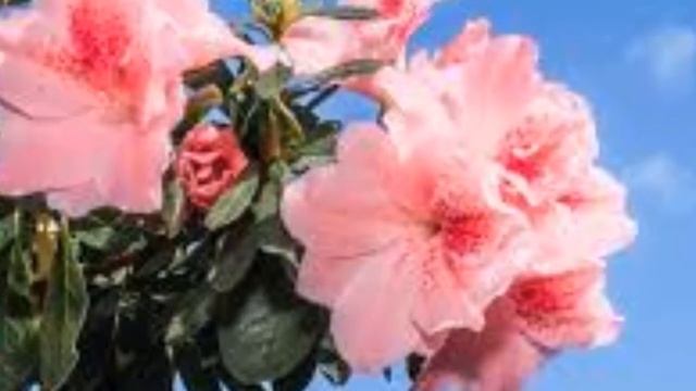 Где посадить рододендрон  Чем поливать рододендрон