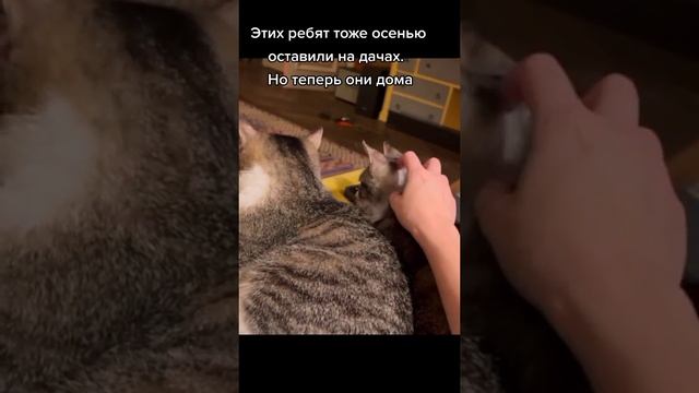 А вот такой теперь дом у Сабри и Моше с дач