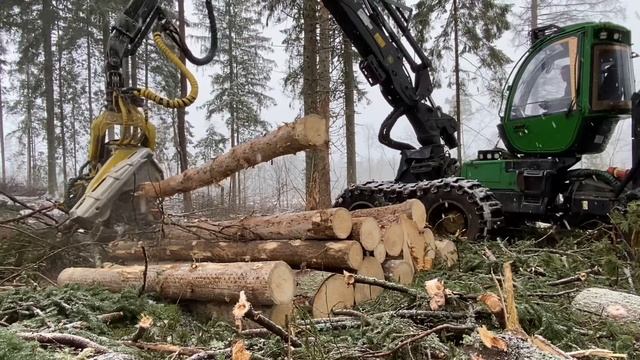 Усыхание крупной Ели,короед сделал свое дело,февраль 2023 смотреть онлайн