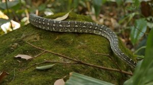 10 Самых Больших Змей на Планете