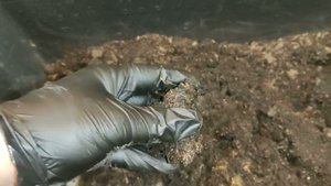 Выманивание Малька Черный Принц