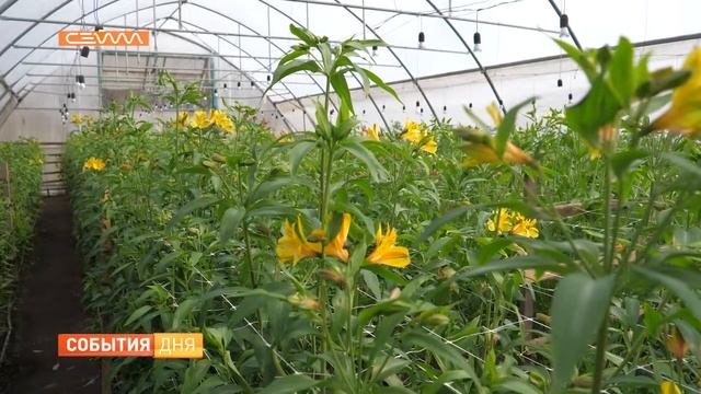 Супруги Максименко из Фатежского района выращивают альстромерии