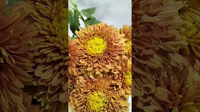 Корейская  хризантема Егорка  #корея #chrysanthemumflower #растенияпочтой