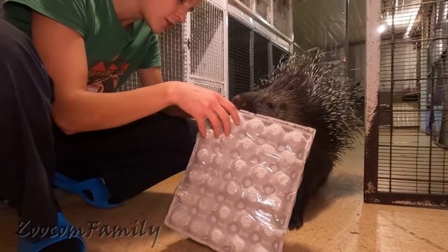 Как развлечь дикобраза? Вкусные погремушки. Porcupine Toys
