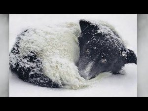 Собаку уже сковал лёд, она замерзала в снегу, посмотрите кто пришёл ему на помощь