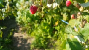 Бизнес на ремонтантной малине? Стоит или нет - заниматься малиновым бизнесом?