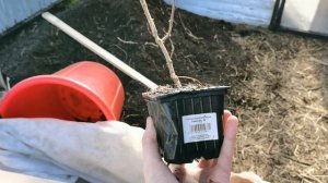 Саженцы питомника Омский Садовод на весну 2023 года. Яблони, вишни, сливы и многое другое.