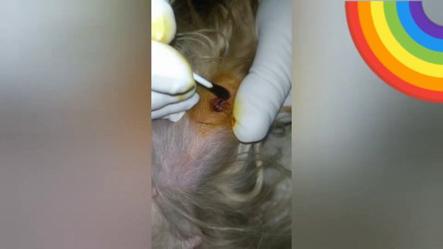 как извлечь клеща у собаки (Йорка)? смотреть онлайн