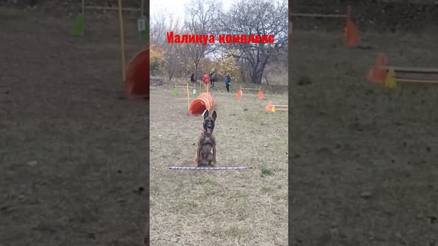 #малинуа #дрессировка #бельгийскаяовчарка #тео #комплекс