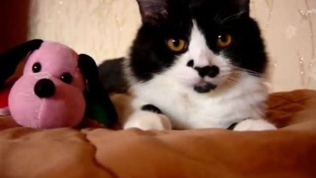Один день из жизни кота