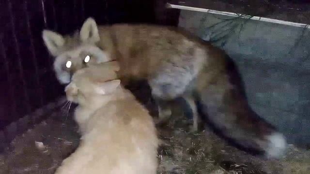 1288. Дикая лиса Маркиза и кот Амур, ночной обход и побег из вольера. смотреть онлайн