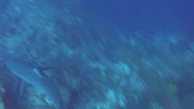 GOPR0260--Shark mania смотреть онлайн