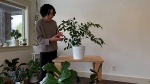 Meet the Plant!  Ficus Benjamina : Care & Growing Guide