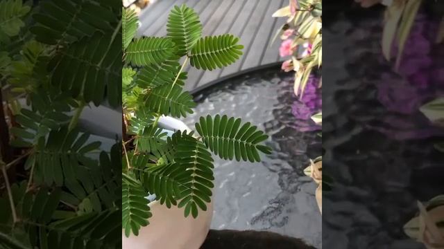 Цветок недотрога - Mimosa pudica| По ссылке статья смотреть онлайн