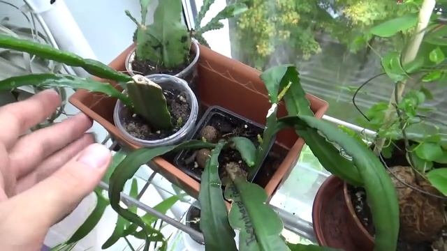 Мои Лесные кактусы Эпифиллум Epiphyllum смотреть онлайн