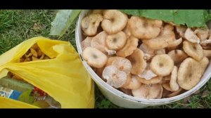 Ляпота осень.