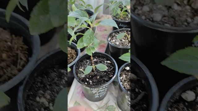 Гортензии, обзор саженцев, продажа??? смотреть онлайн