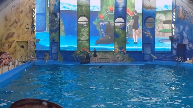 Танец, морской котик, дельфинарий смотреть онлайн