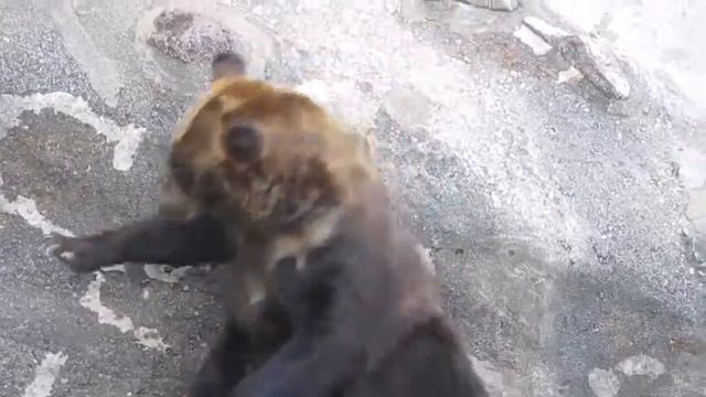 Медвежий парк в Ноборибэцу смотреть онлайн