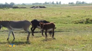 В ЦРМП будут обучать верховой езде на ослах