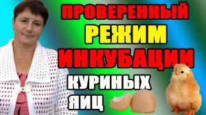 Режим инкубации куриных яиц. Основные моменты инкубации.