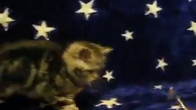 Скоттиш страйт кошечка черная серебристая мраморная смотреть онлайн