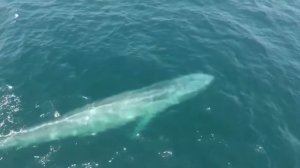 ПОЧЕМУ КИТЫ ВЫБРАСЫВАЮТСЯ НА БЕРЕГ? | СИНИЙ КИТ